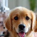 Espace toilettage chiens et chats