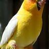 Thomas Petit et Pablo, canari